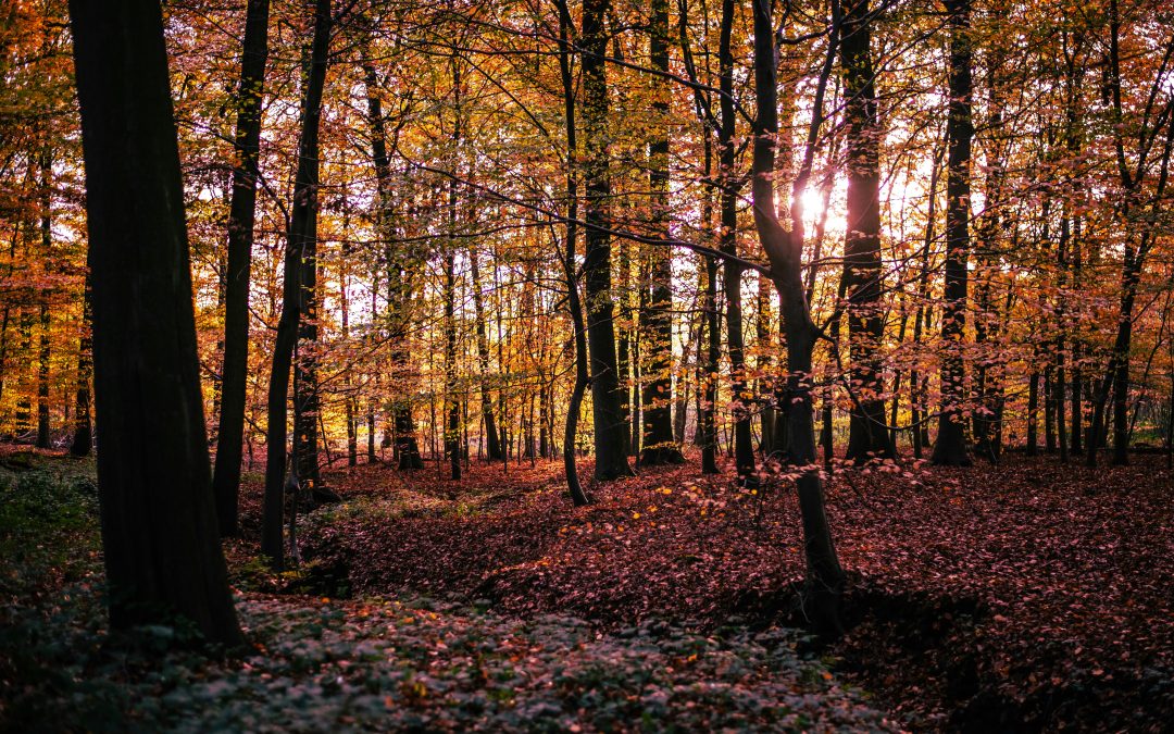 Blog Okt: Het bos in …….